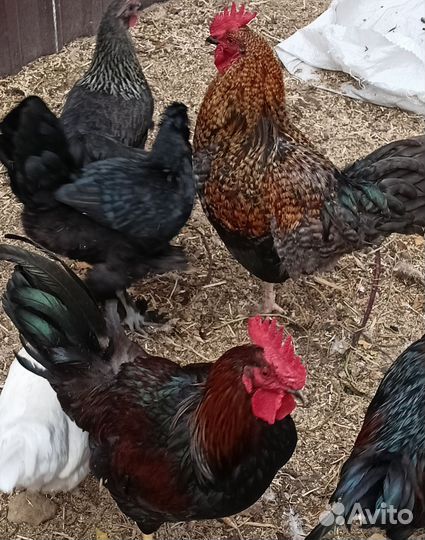 Молодые петухи