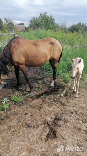 Кобыла с жеребенком