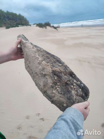 Дрифт Вуд мурена и кит