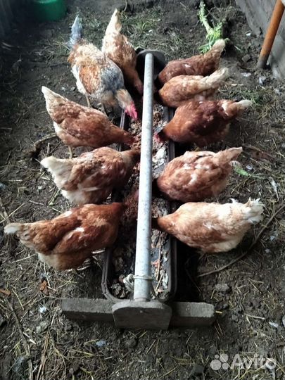 Козёл вязка