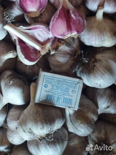 Продаю чеснок