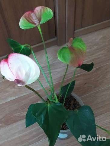 Антуриум Экзота