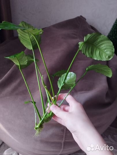 Аквариумное растение анубиас