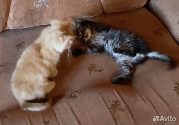 Котята в добрые руки приучены к лотку