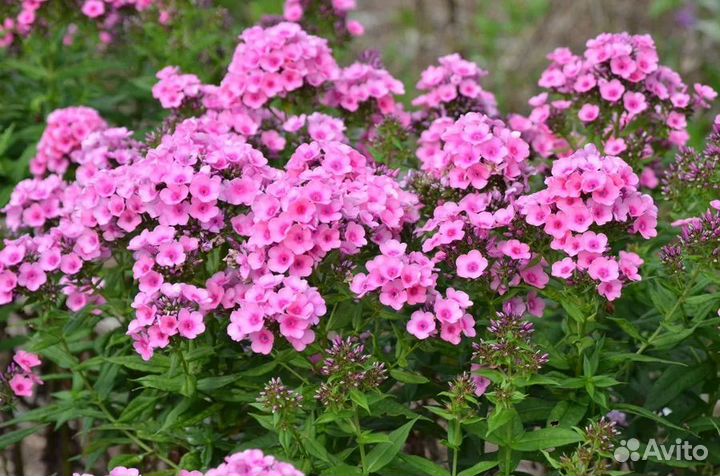 Флоксы Бейби Фейс и Даниэль