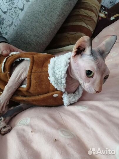 Ветеринарный врач на дом. Круглосуточно