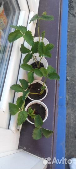 Рассада сортовой клубники зкс