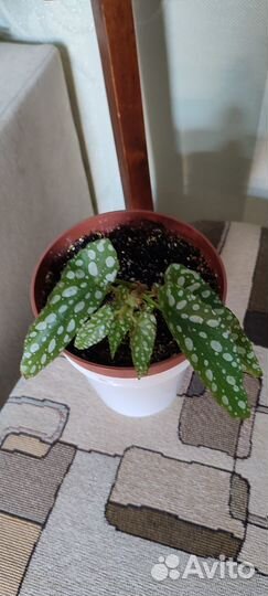 Домашние цветы