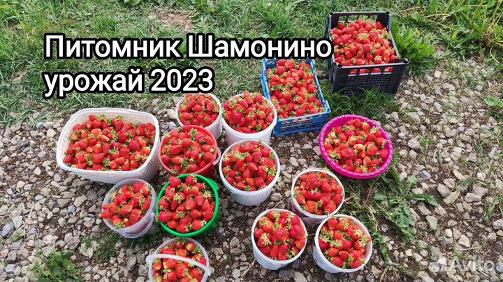 Рассада клубники. Саженцы.Питомник Фриго