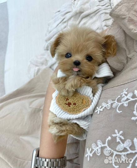 Мальтипу лучик счастья