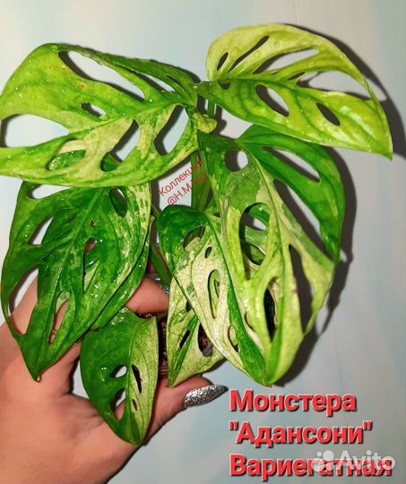Монстера адансони вариегатная-2