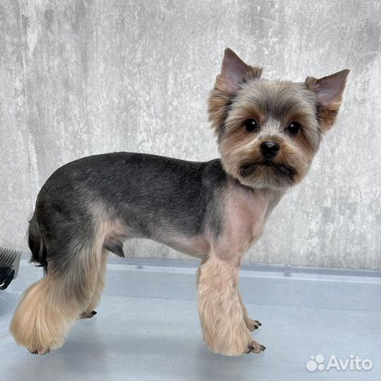 Груминг кошек и собак, Саратов Волжский р-н