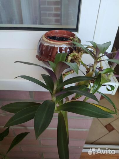 Отдам цветочки. Дифенбахия,драцена, традеск.Рэо