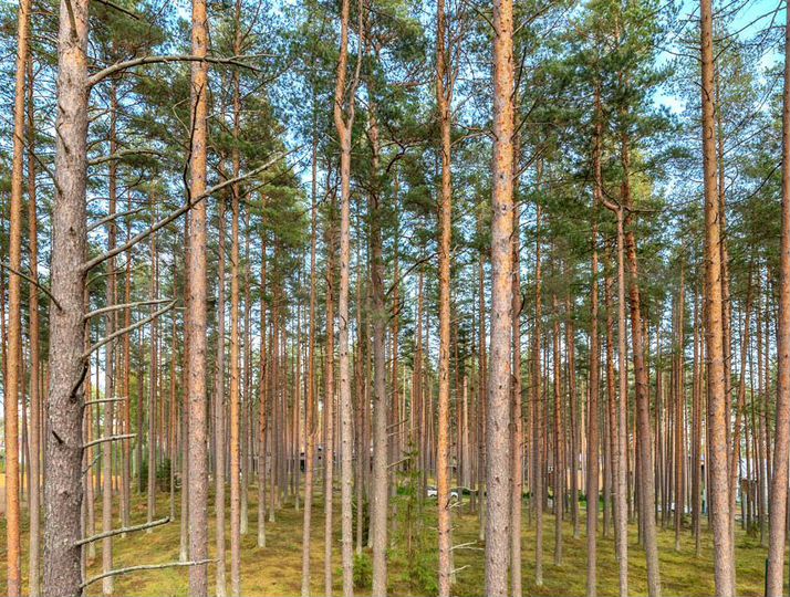 Участок 14,5 сот. (ИЖС)