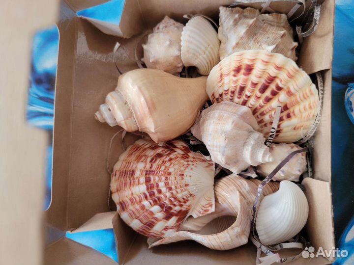 Ракушка подарочный набор