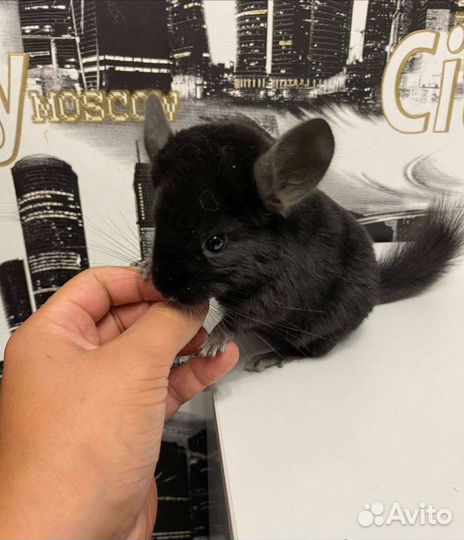 Шиншиллы с витриной