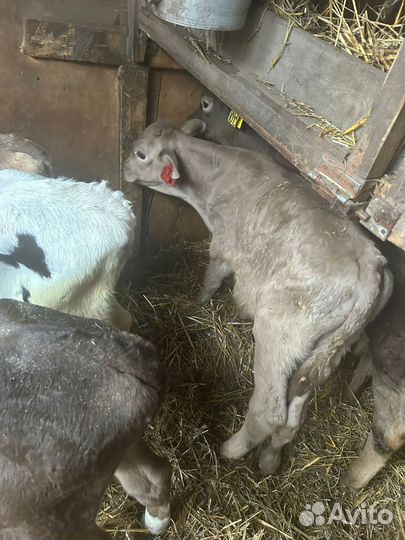 Бычки и телочки Швицкой породы