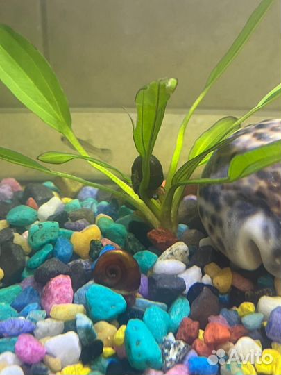 Продам улиток для аквариума