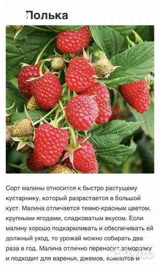 Саженцы малины
