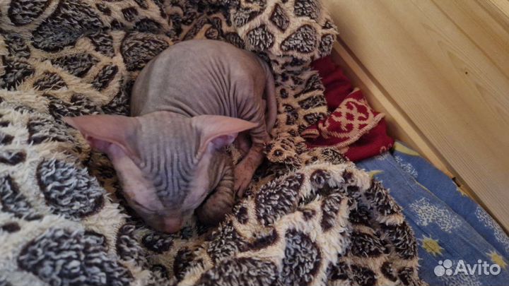 Донской сфинкс котята
