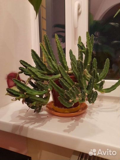 Кактус стапелия