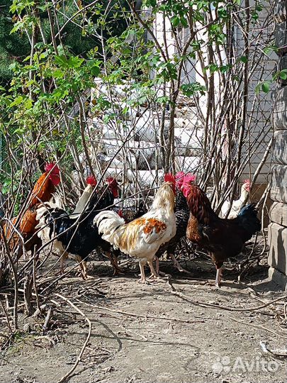 Петухи