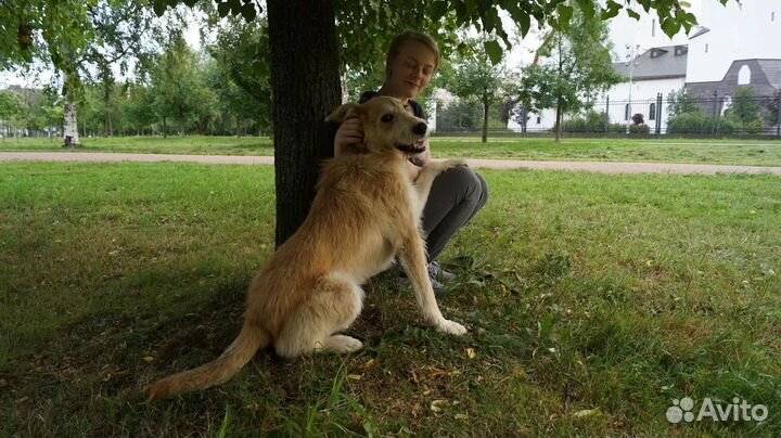 Барни ищет дом