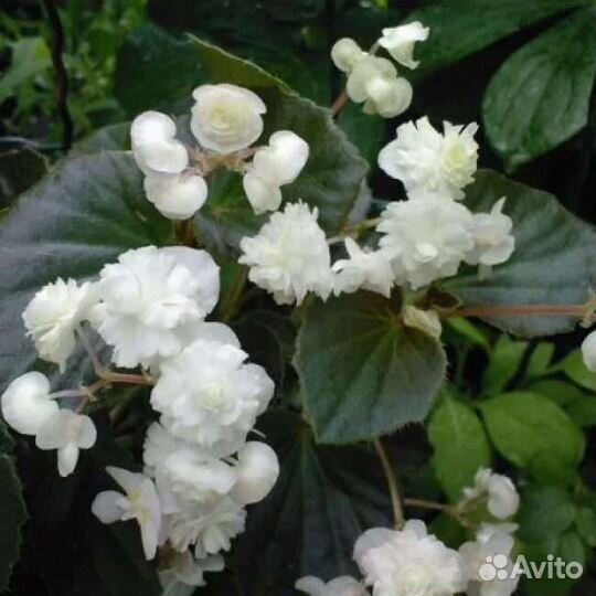 Бегония вечноцветущая махровая