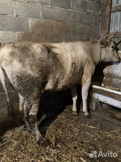 Корова стельная