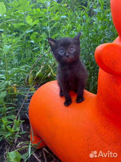 Милый уголёк