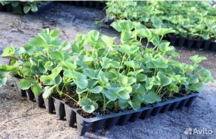 Кассетная рассада клубники Азия