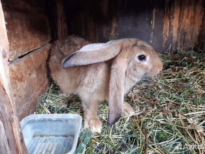 Крольчата серый великан,фландр