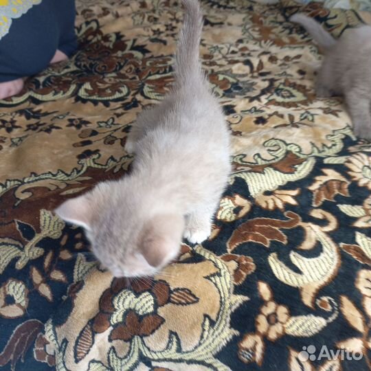 Британские котята