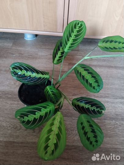 Маранта триколор