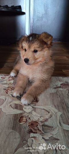 Щенок ищет дом