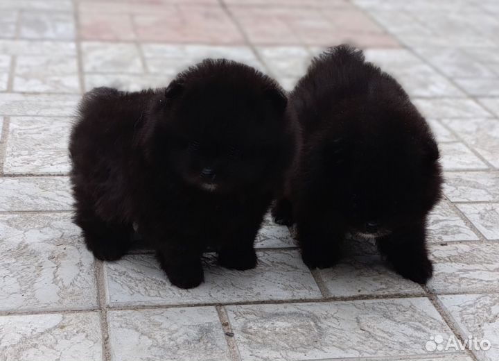 Щенки шпица