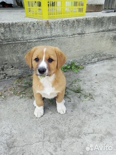 Отдам в добрые руки