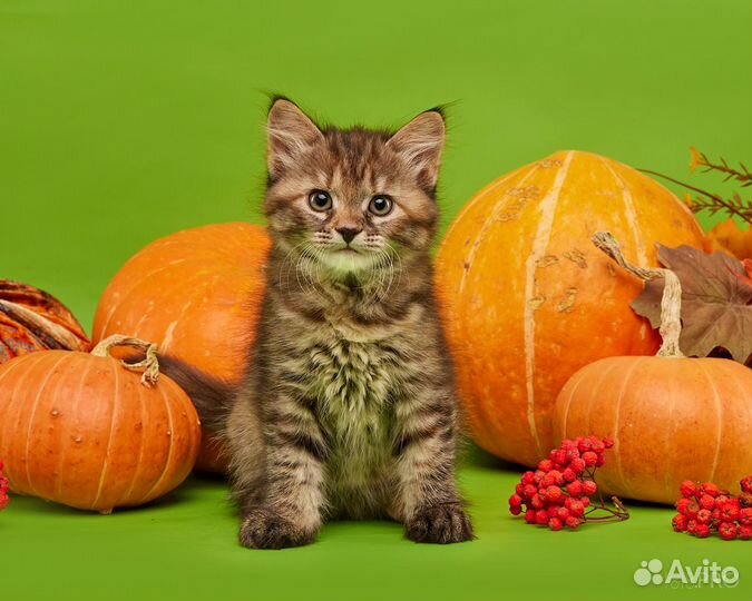 Сибирские котята
