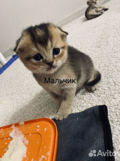 Шотландская