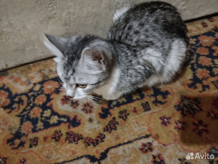 Найдена кошка