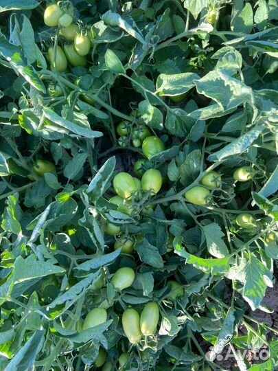 Выкуп поля с помидорами