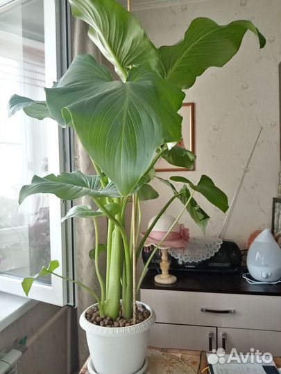 Цветок комнатный Калла белая