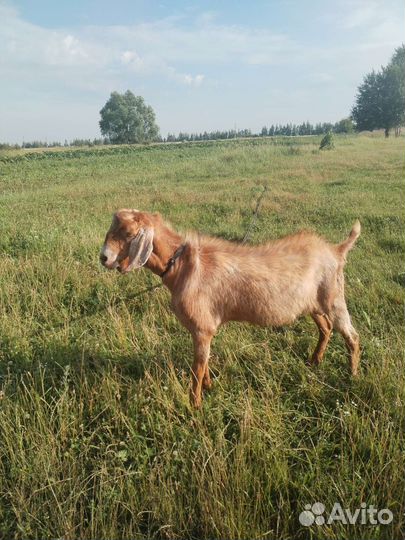 Козел на вязку