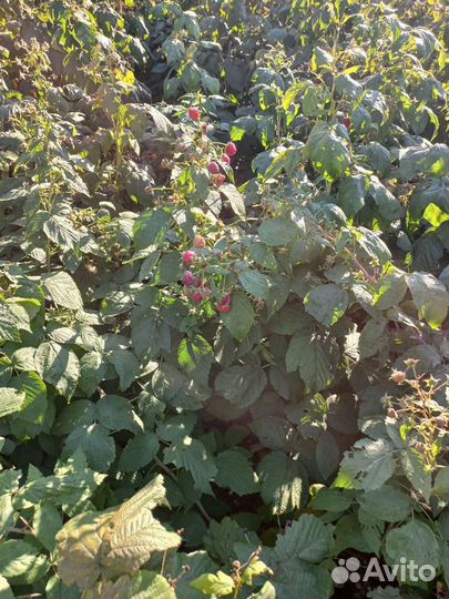 Ремонтантная малина