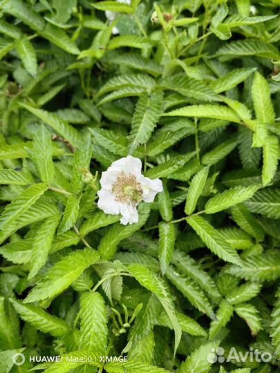 Тибетская малина саженцы