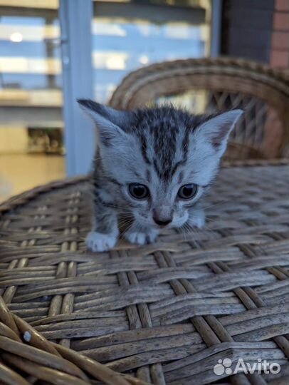 Котята в добрые руки бесплатно