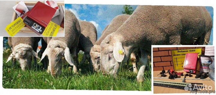 Электропастух