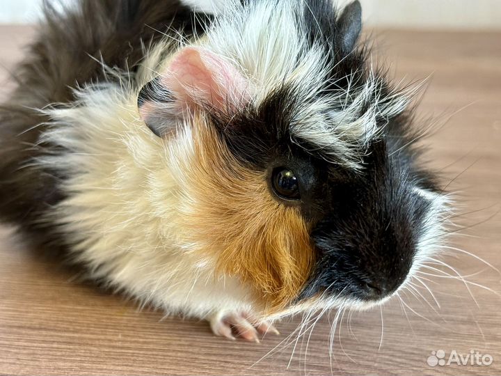 Морская свинка