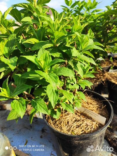 Гортензии метельчатые