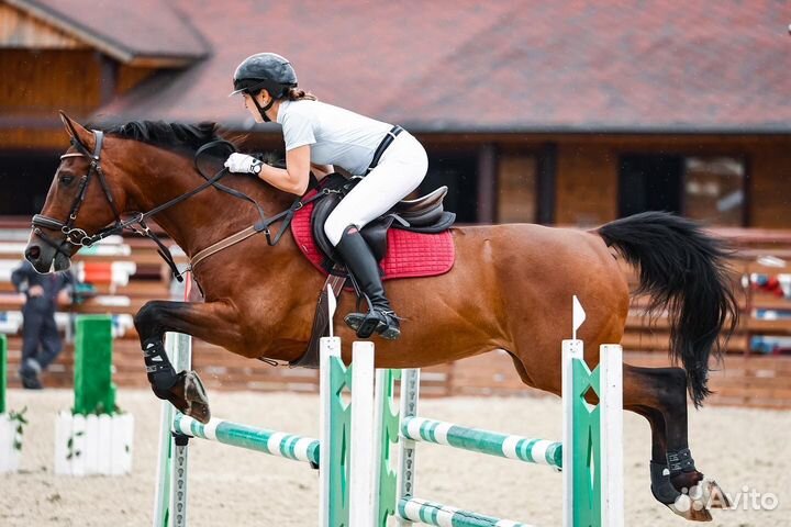 Ганноверский мерин в конкур/выездку
